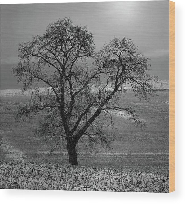  Wood Print featuring the photograph Lone Oak in Winter Corn Field - Tompkins Center, Michigan USA - by Edward Shotwell