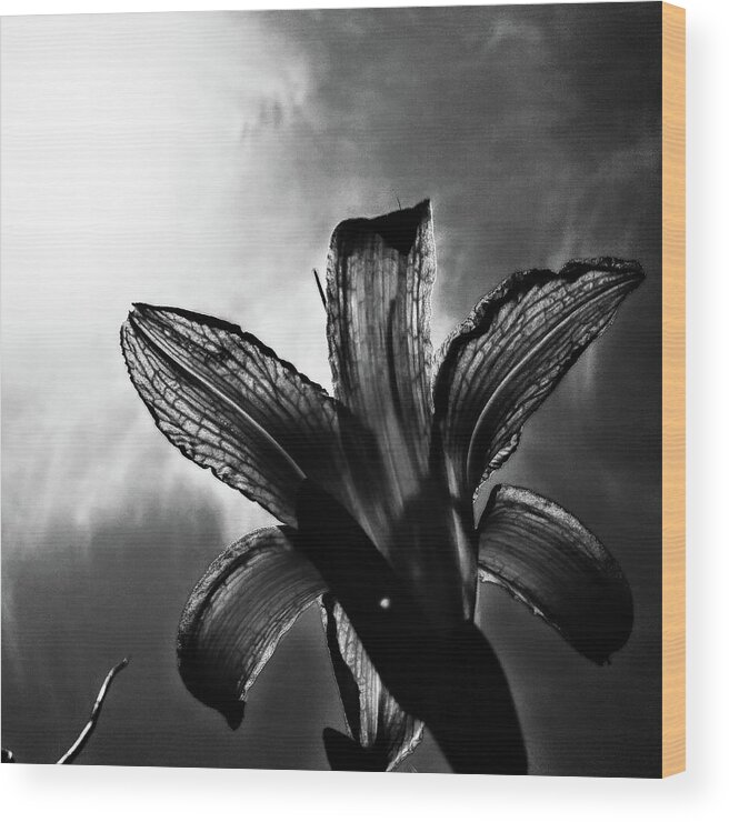 Daylily Silhouette Wood Print featuring the digital art Looking Up by Pamela Smale Williams