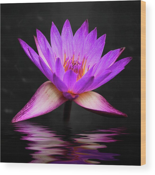 3scape Wood Print featuring the photograph Lotus by Adam Romanowicz
