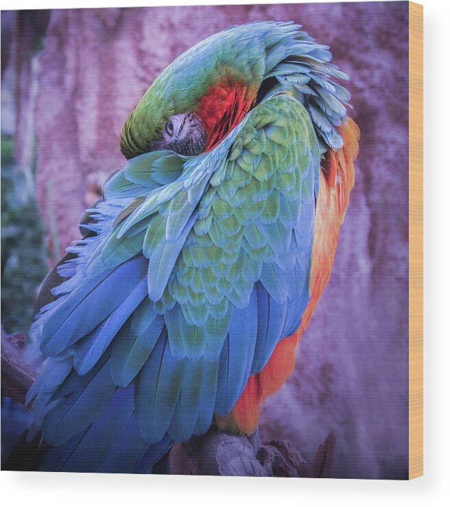 Macaw Wood Print featuring the photograph Macaw Resting by Sally Bauer