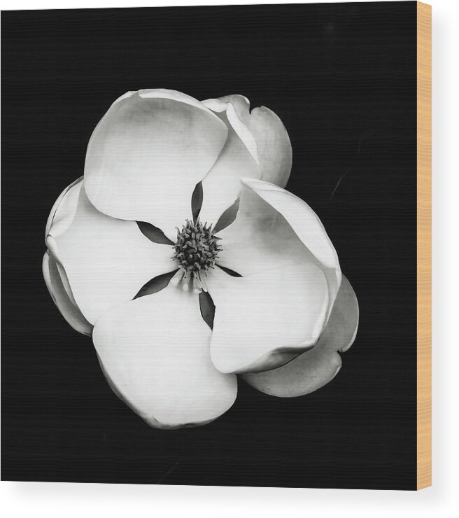 Blossum Wood Print featuring the photograph Magnolia Square Black and White by Connie Carr