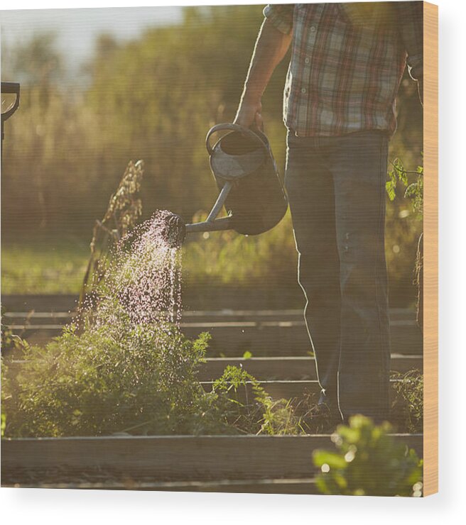 Mature Adult Wood Print featuring the photograph Man watering plants in vegetable garden at sunset by Klaus Vedfelt