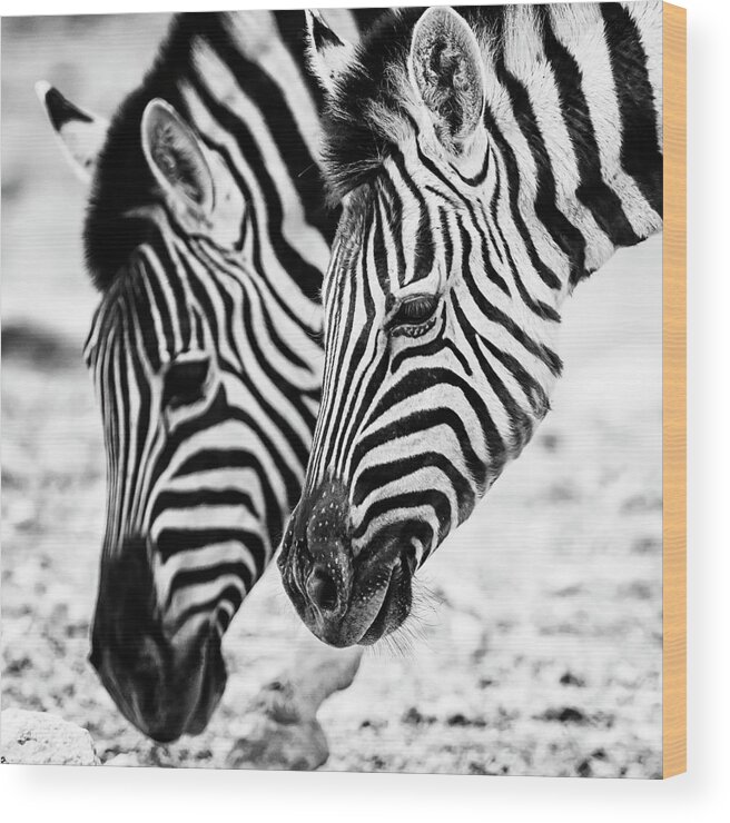 Plains Zebra Wood Print featuring the photograph Markings on a Zebra's Face by Belinda Greb