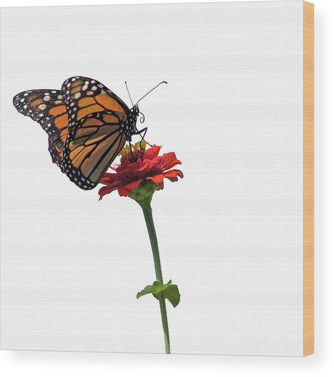Monarch Butterfly Wood Print featuring the photograph Monarch on Red ZInnia by Tamara Becker