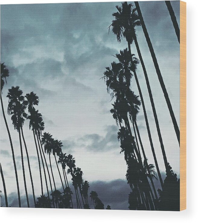 Palm Trees Wood Print featuring the photograph Moody Palm Row by Nicole Pedra