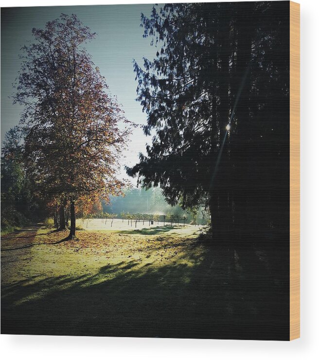 Sun Wood Print featuring the photograph Morning Sun Through the Trees by James Cousineau
