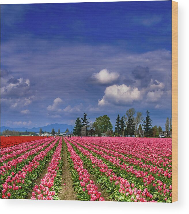 Mount Vernon Tulips Wood Print featuring the photograph Mount Vernon Tulips by David Patterson