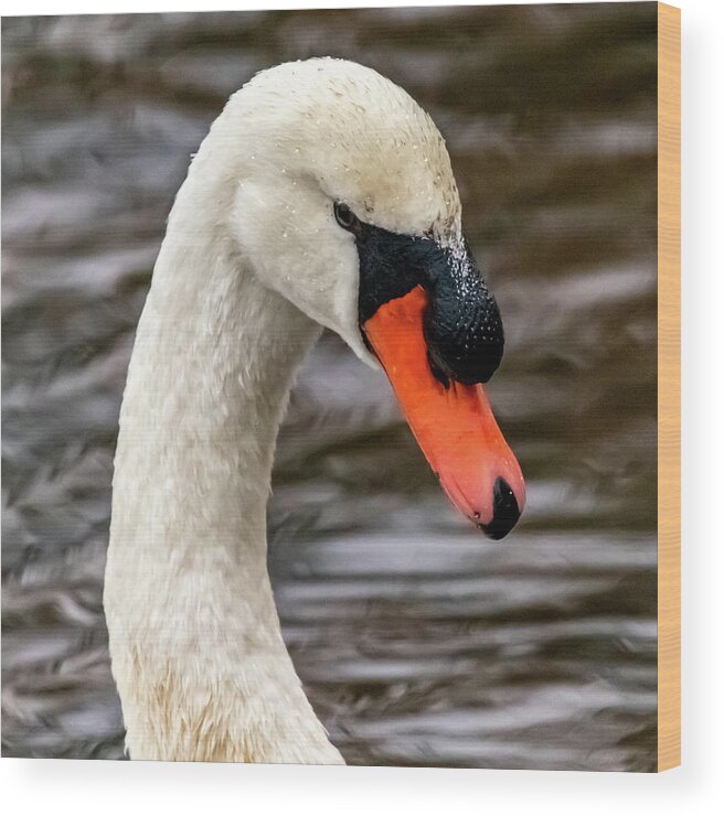 Swan Wood Print featuring the photograph Mr, Swan by William Bretton
