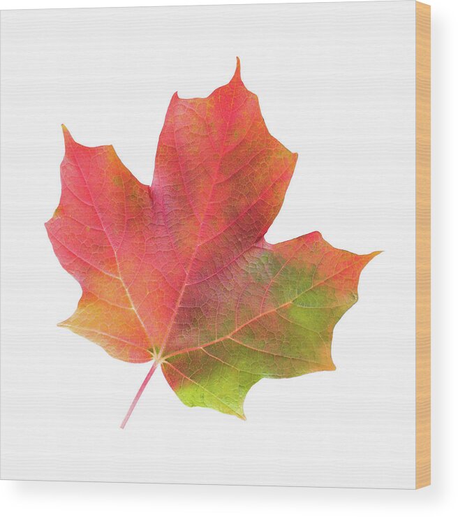 Maple Leaf Wood Print featuring the photograph Multicolored Maple Leaf by Jim Hughes
