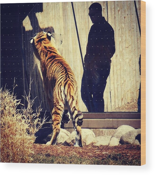 Tiger Wood Print featuring the photograph My Shadow by Judy Stepanian