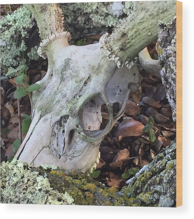 Skull Wood Print featuring the photograph Nature's Reclamation by Wendy Golden