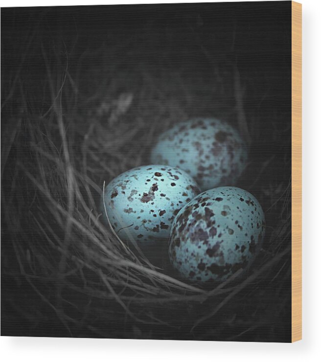 Bird's Nest Wood Print featuring the photograph Nest of 3 by Trish Mistric