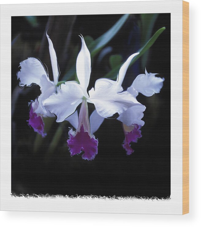 Three Orchids Wood Print featuring the photograph Night Blooms by Bruce Frank