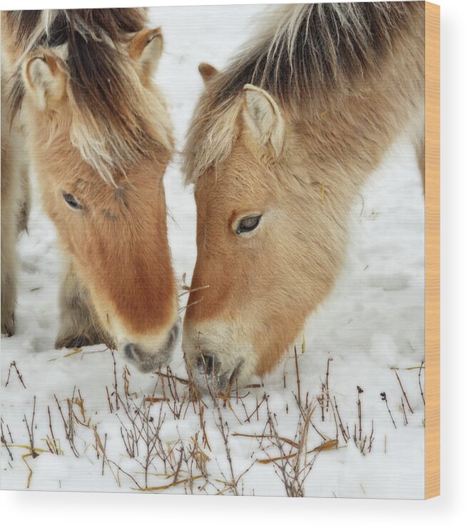 Norwegian Fjord Horse Wood Print featuring the photograph Norwegian Fjord Horse colt siblings grazing in winter ND scene by Peter Herman