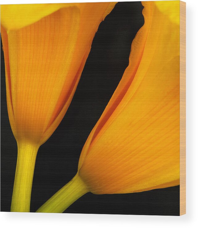  Flower Wood Print featuring the photograph Orange Lily Abstract by Tony Ramos