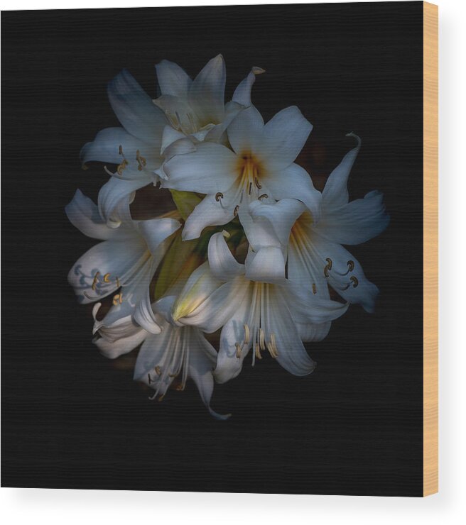 Oriental Lily Wood Print featuring the photograph Oriental Lily bulbs, Casablanca, against black by Alessandra RC