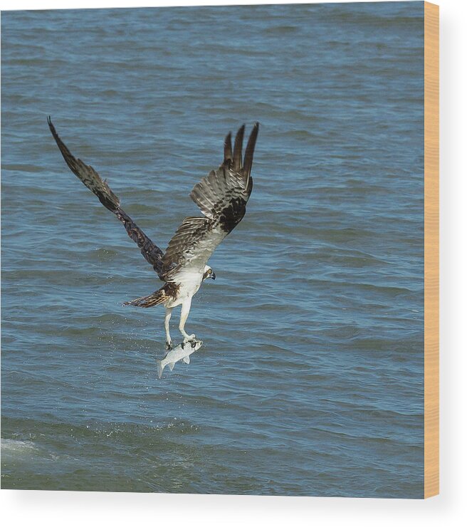 Osprey Wood Print featuring the photograph Osprey Goes Fishing 2 by Patricia Schaefer