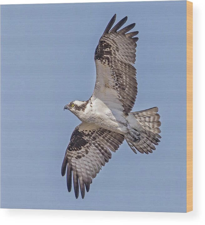 Osprey Wood Print featuring the photograph Osprey In Flight by Susan Candelario
