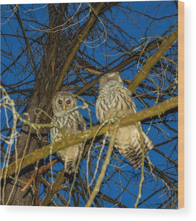 James Cousineau Wood Print featuring the photograph Owls In Tree by James Cousineau