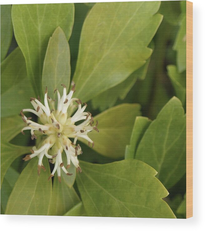Pachysandra Wood Print featuring the photograph Pachysandra - 1 by Jeffrey Peterson