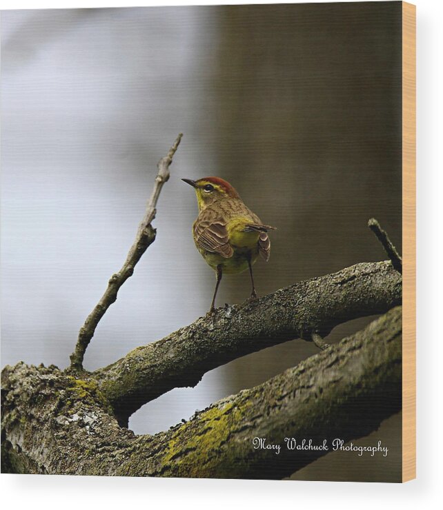 Palm Warbler Wood Print featuring the photograph Palm Warbler by Mary Walchuck