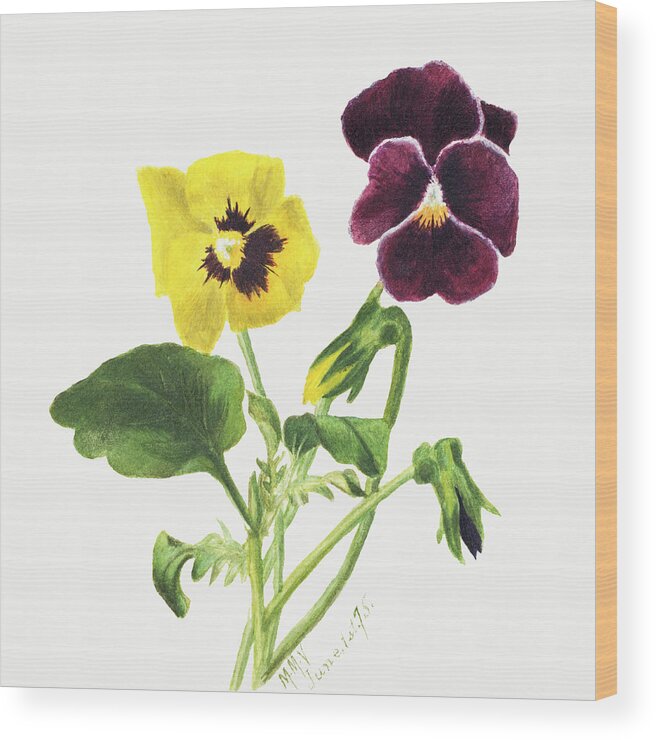 Pansies Wood Print featuring the painting Pansies, by Mary Vaux Walcott. by World Art Collective