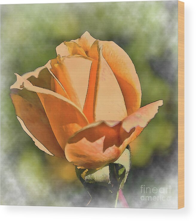 Rose-bud Wood Print featuring the digital art Peach Rose Bud In Watercolor by Kirt Tisdale