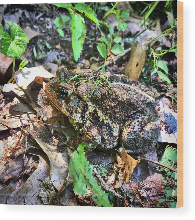Pennsylvania Fowler's Toad Wood Print featuring the photograph Pennsylvania Fowler's Toad by Susan Maxwell Schmidt