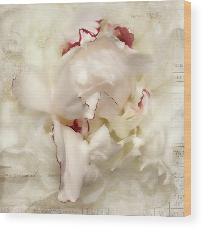 Flower Wood Print featuring the photograph Peony - French Papers by Karen Lynch