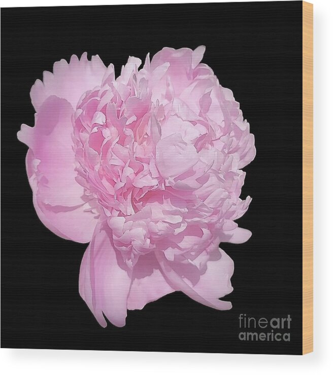 Art Wood Print featuring the photograph Fluffy Pink Petals  by Jeannie Rhode