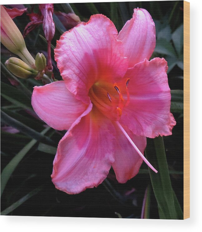 Flowers Wood Print featuring the photograph Pink Lilly by Linda Stern