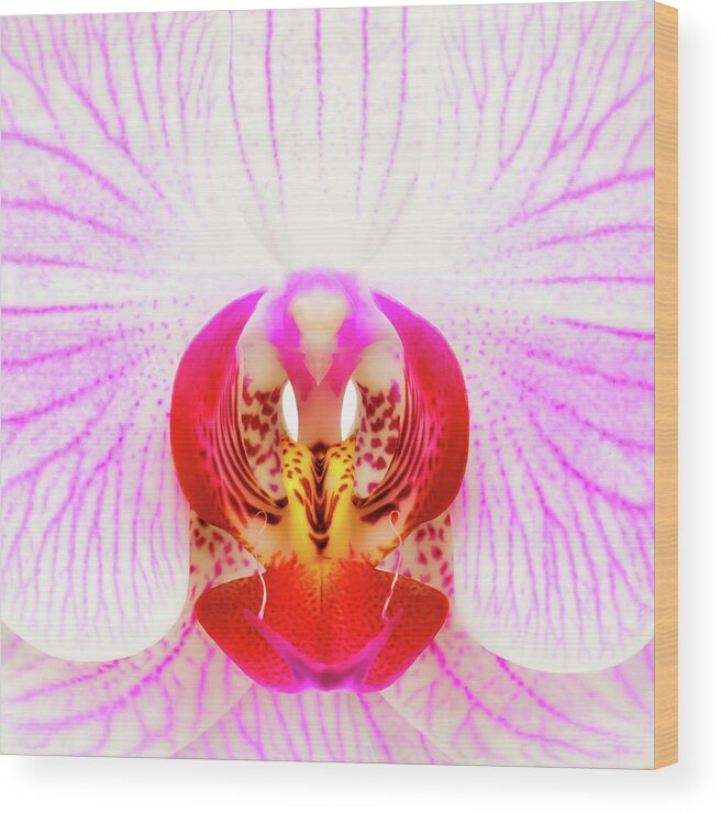 Pink Orchid Wood Print featuring the photograph Pink Orchid by Dave Bowman