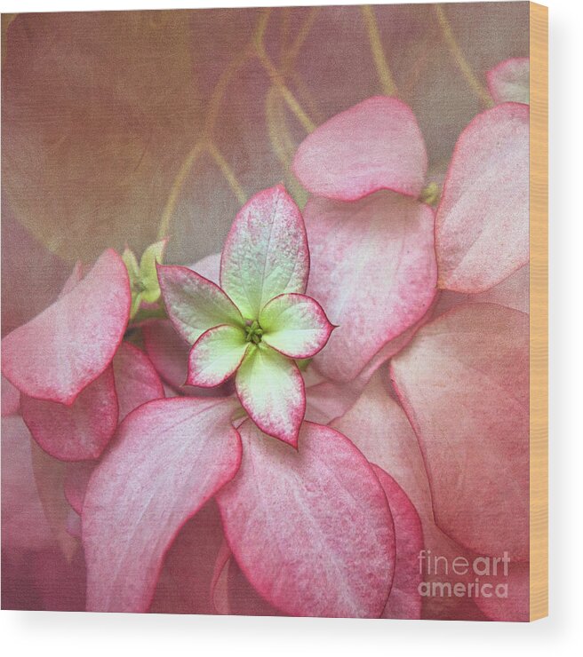 Christmas Tradition Wood Print featuring the digital art Pink Poinsettia Textures by Amy Dundon