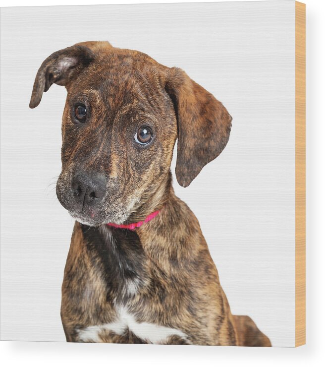 White Background Wood Print featuring the photograph Portrait Cute Brindle Terrier Puppy Dog by Good Focused