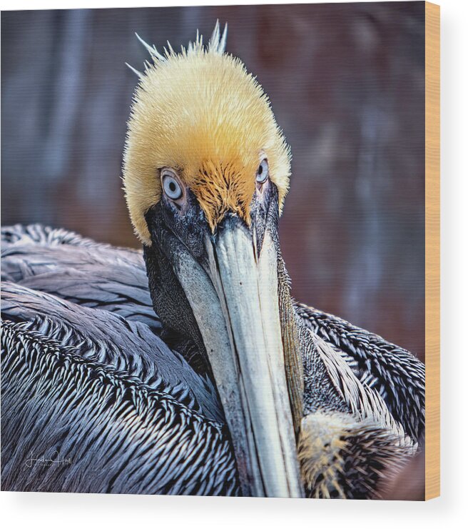 Pelican Wood Print featuring the digital art Portrait of a Pelican by Linda Lee Hall