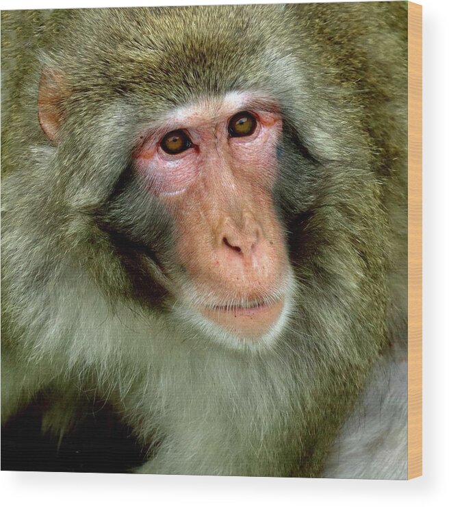 Snow Wood Print featuring the photograph Portrait of a Snow Monkey by Sarah Lilja