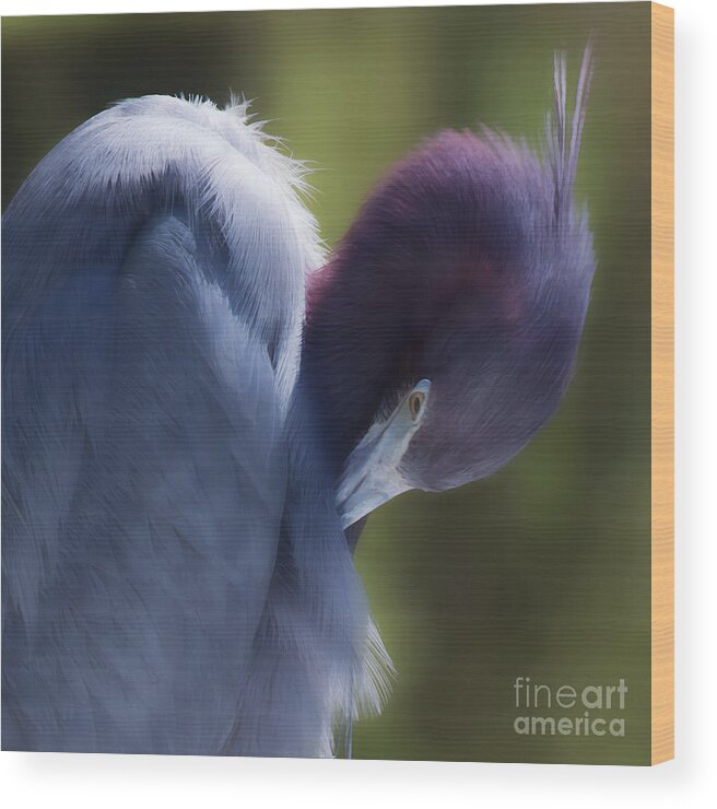 Preening Bird Wood Print featuring the photograph Preening Little Blue Heron by Neala McCarten