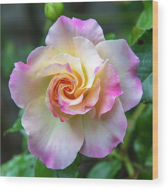 Flower Wood Print featuring the photograph Pretty Rose by Cathy Kovarik