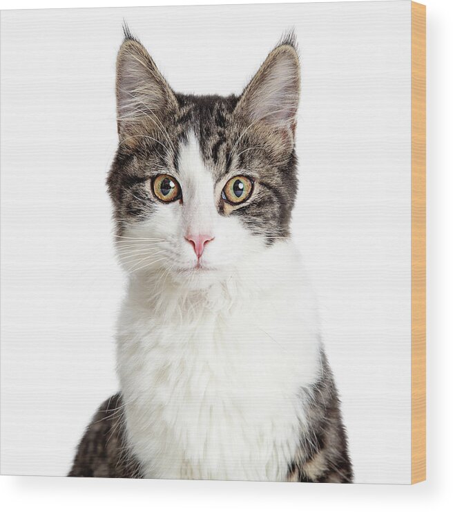 Cat Wood Print featuring the photograph Pretty Young Tabby Cat Closeup Isolated on White by Good Focused