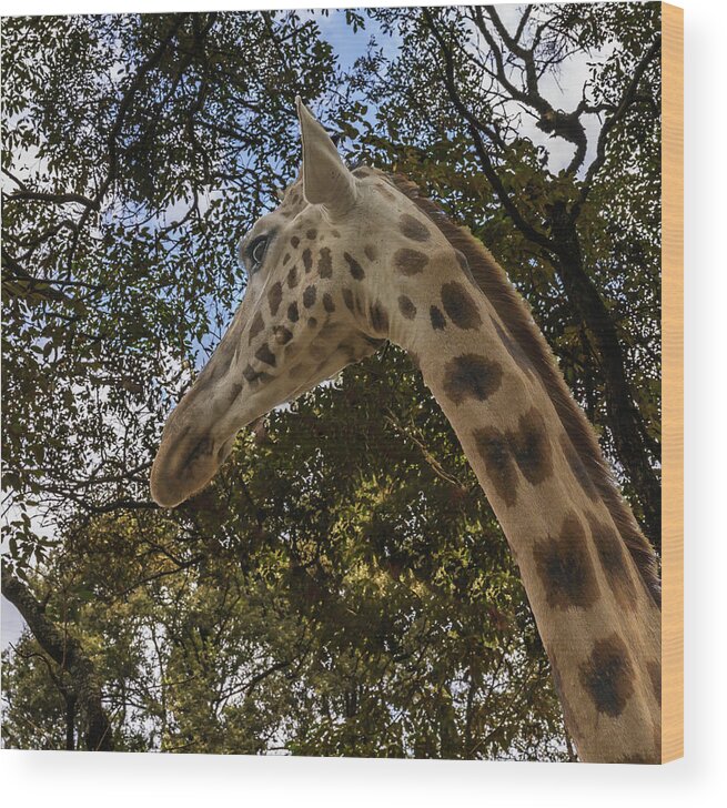Africa Wood Print featuring the photograph Profile of a Giraffe by Laura Hedien
