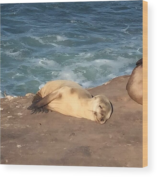 Seal Wood Print featuring the photograph Pure Contentment by Lisa White