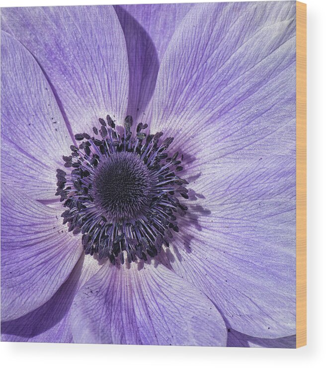 Anemone Wood Print featuring the photograph Purple Anemone Flower - Tryon Palace New Bern NC by Bob Decker