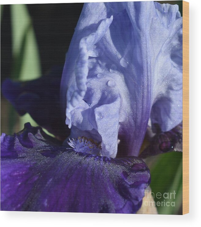 Purple Wood Print featuring the photograph Blues by Fantasy Seasons