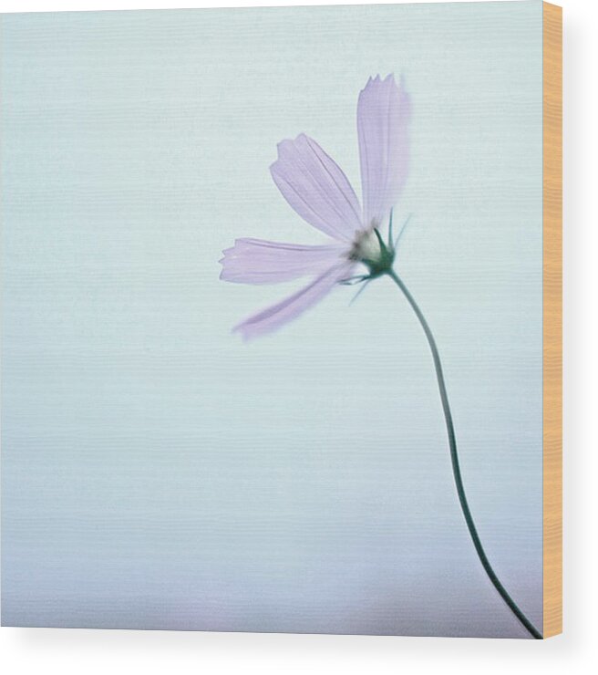 Fragility Wood Print featuring the photograph Purple flower by Abu19m