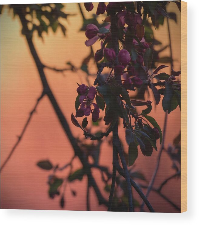 Purple Wood Print featuring the photograph Purple Flowering Tree at Sunset by Jason Fink