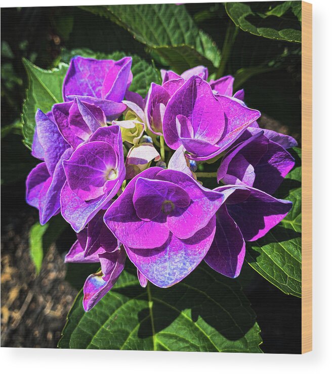 Floral Wood Print featuring the photograph Purple flowers by Jim Feldman
