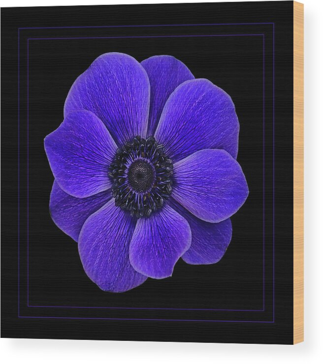 Hellebore Wood Print featuring the photograph Purple Power by Jaki Miller