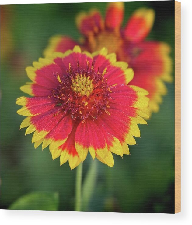 Red Wood Print featuring the photograph Red and Yellow Flower by Steve DaPonte