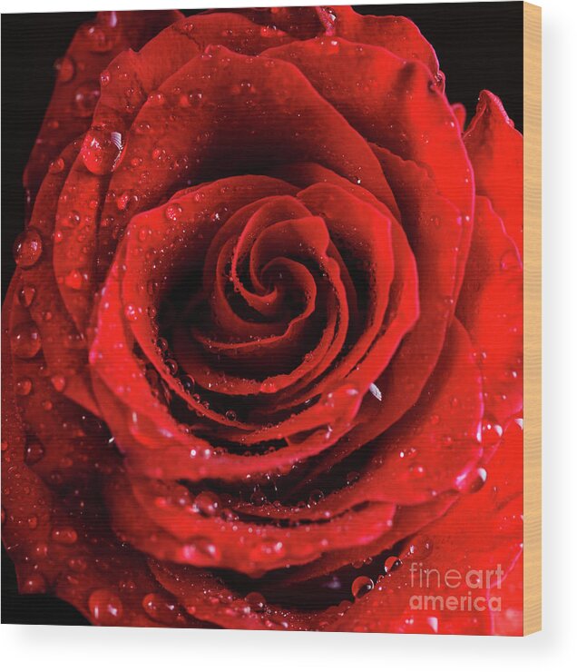 Rose Wood Print featuring the photograph Red Rose Bud with water drops by Jelena Jovanovic