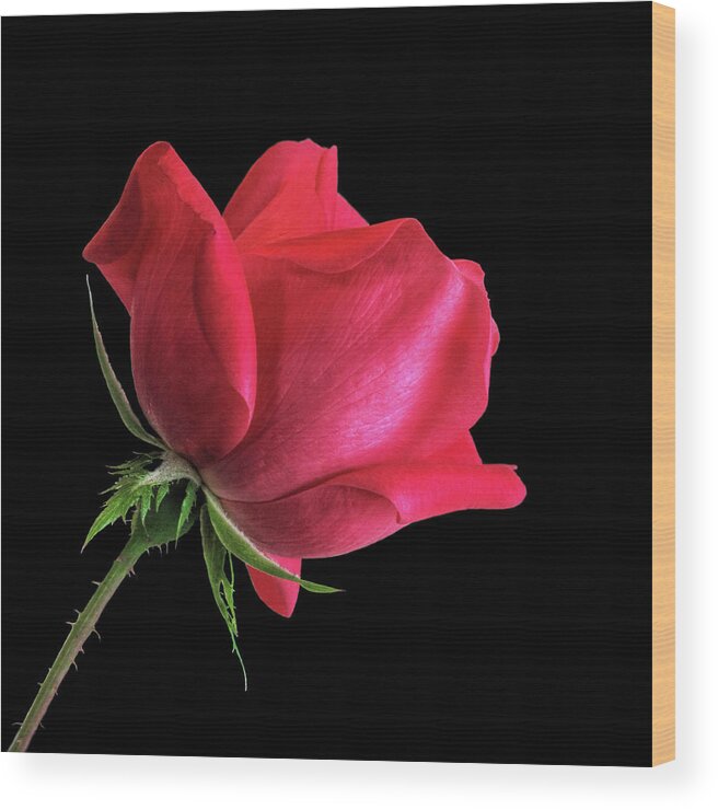 Bedroom Decor Wood Print featuring the photograph Red Rose on Black by David and Carol Kelly